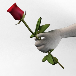 Cosmos Single Rose