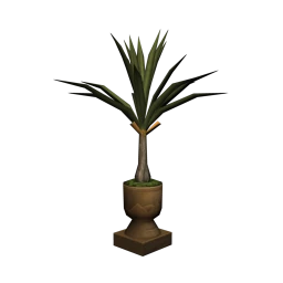 Potted Traveller's Palm