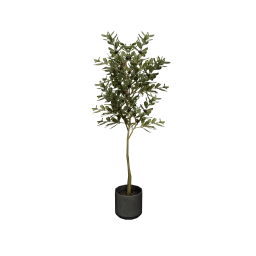 Eclatant Récolte Olive Tree