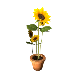 Suburban Sunflowers