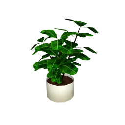Wanderlust Kinka Plant